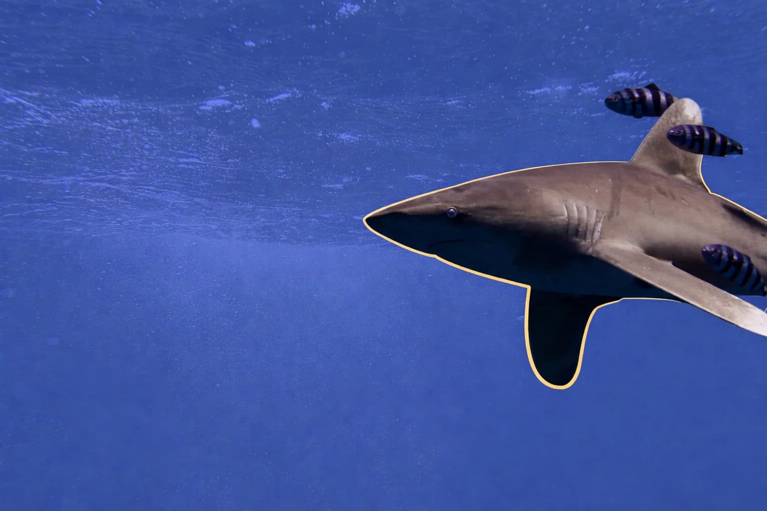 Vibrant Red Sea coral reef with sun rays